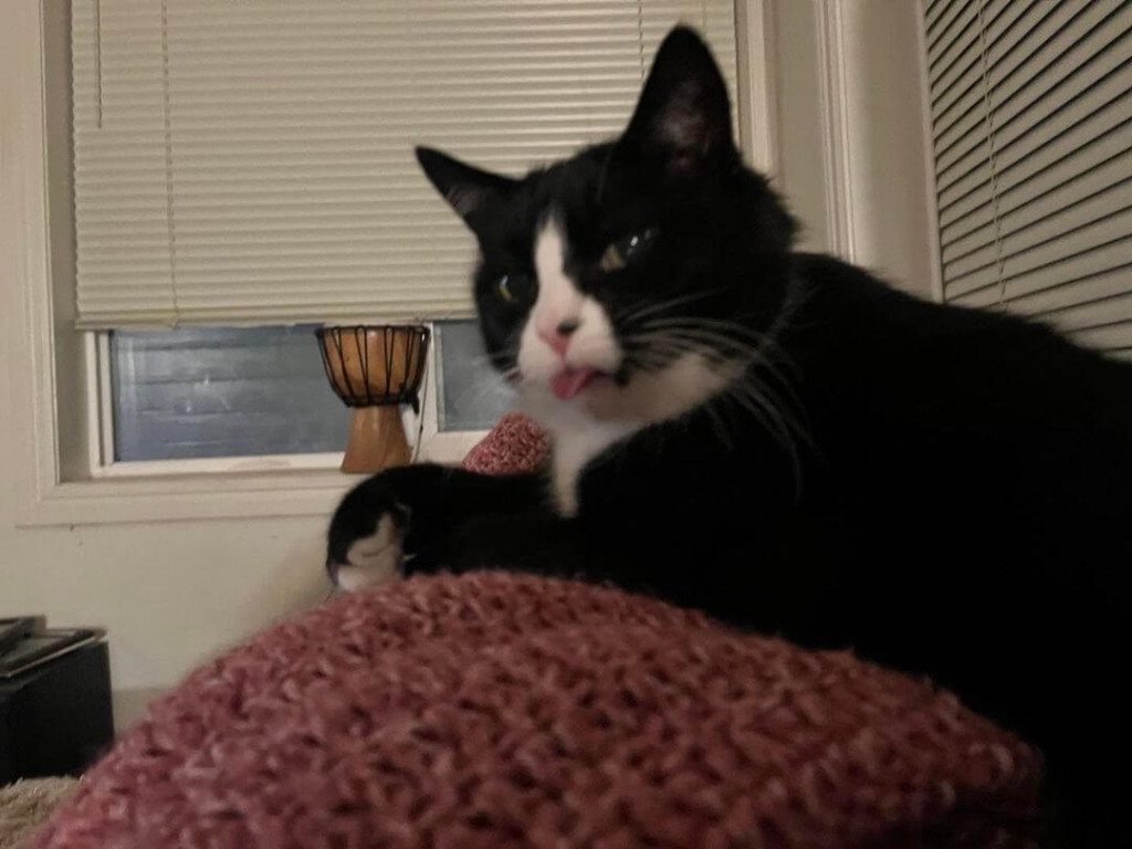 Aeroporto contrata gato fofo