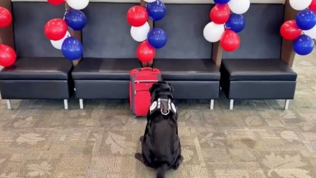 Cachorro sentado em frente à mala vermelha