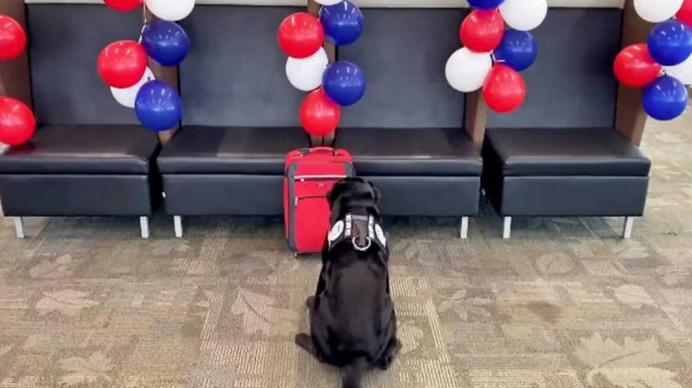 Cachorro sentado em frente à mala vermelha