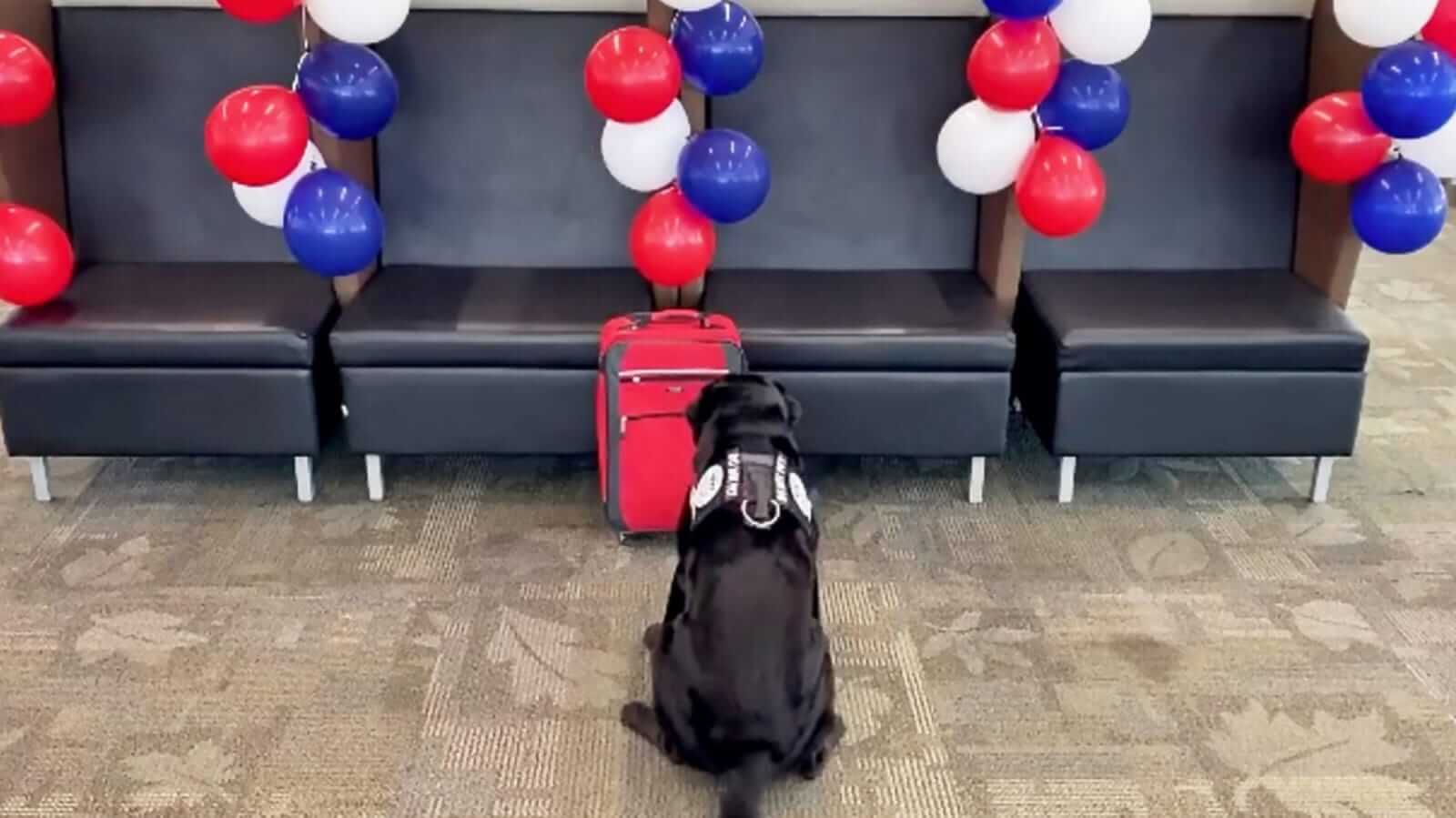 Cachorro sentado em frente à mala vermelha