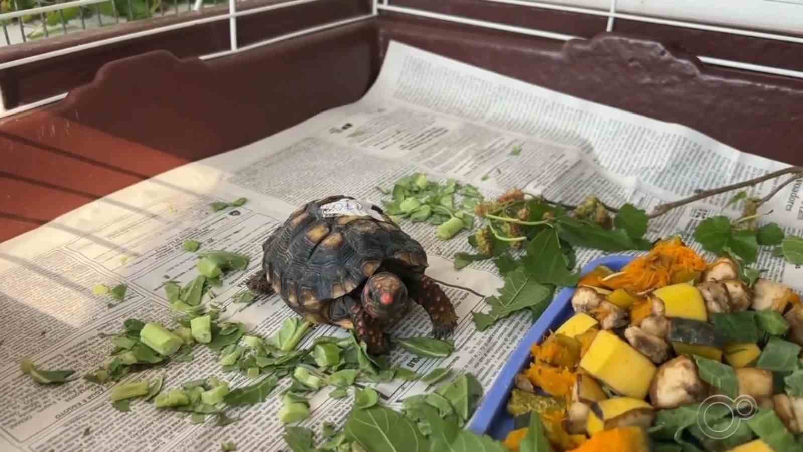 Filhote de jabuti em tratamento na Mata Ciliar de Jundiaí, cercado de folhas e alimentos.