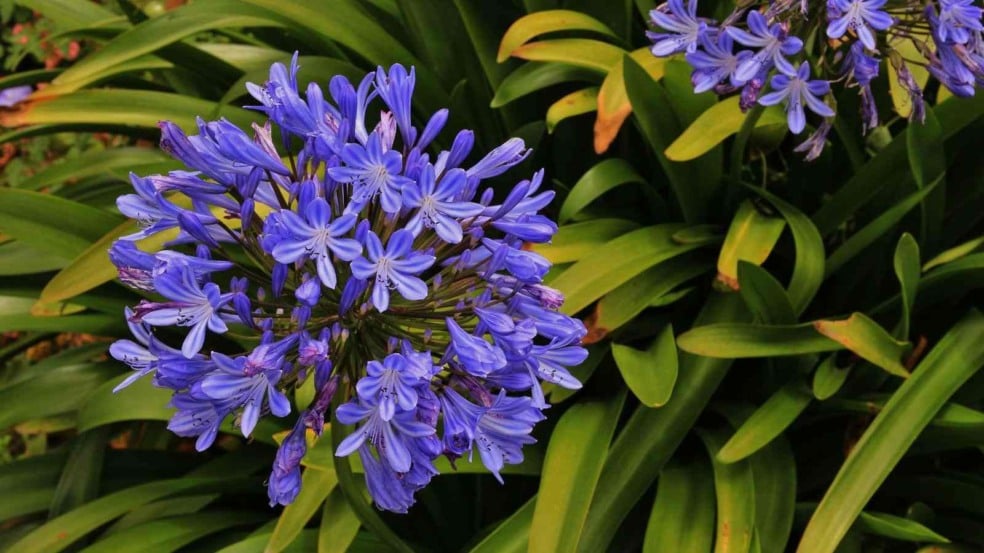 (Foto: perreten/Canva)