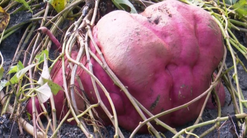 Batata gigante colhida na Bahia