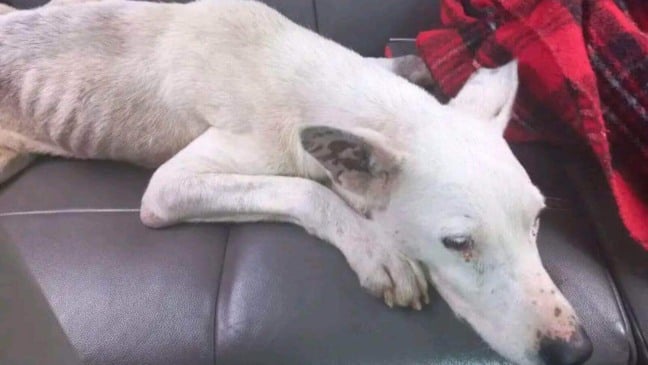 Cachorro magro resgatado