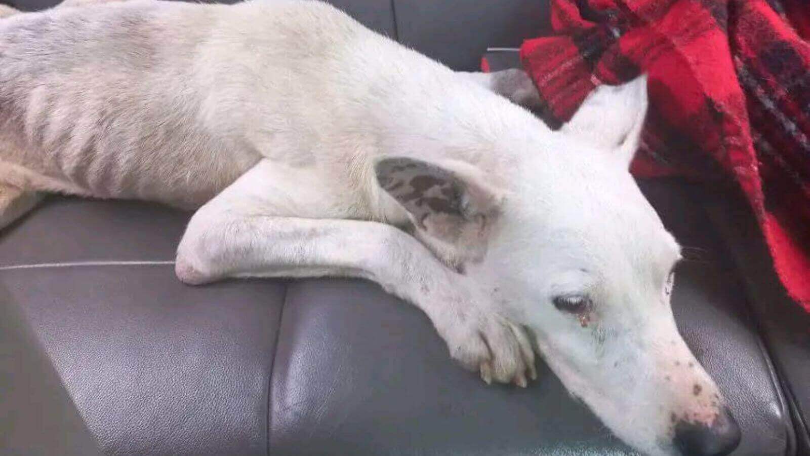 Cachorro magro resgatado
