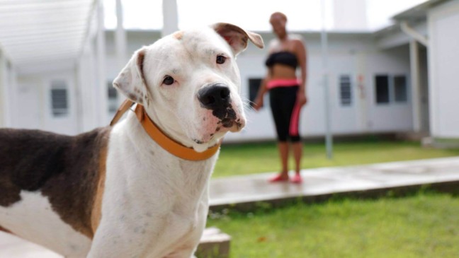 Cachorro mascote da Casa de Passagem