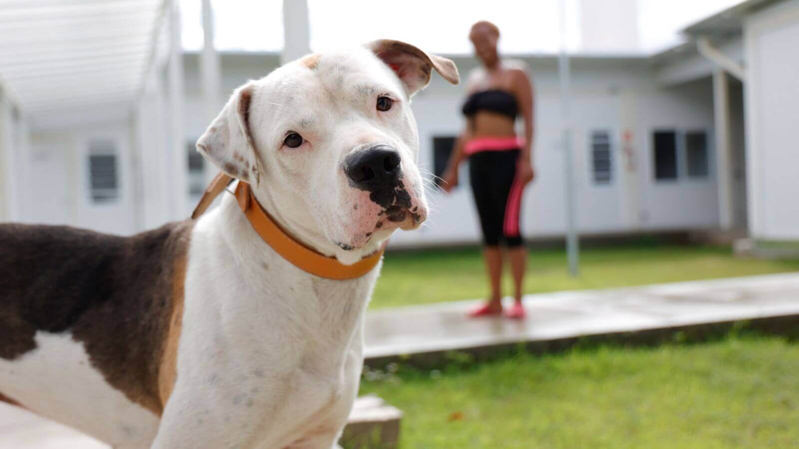 Cachorro mascote da Casa de Passagem