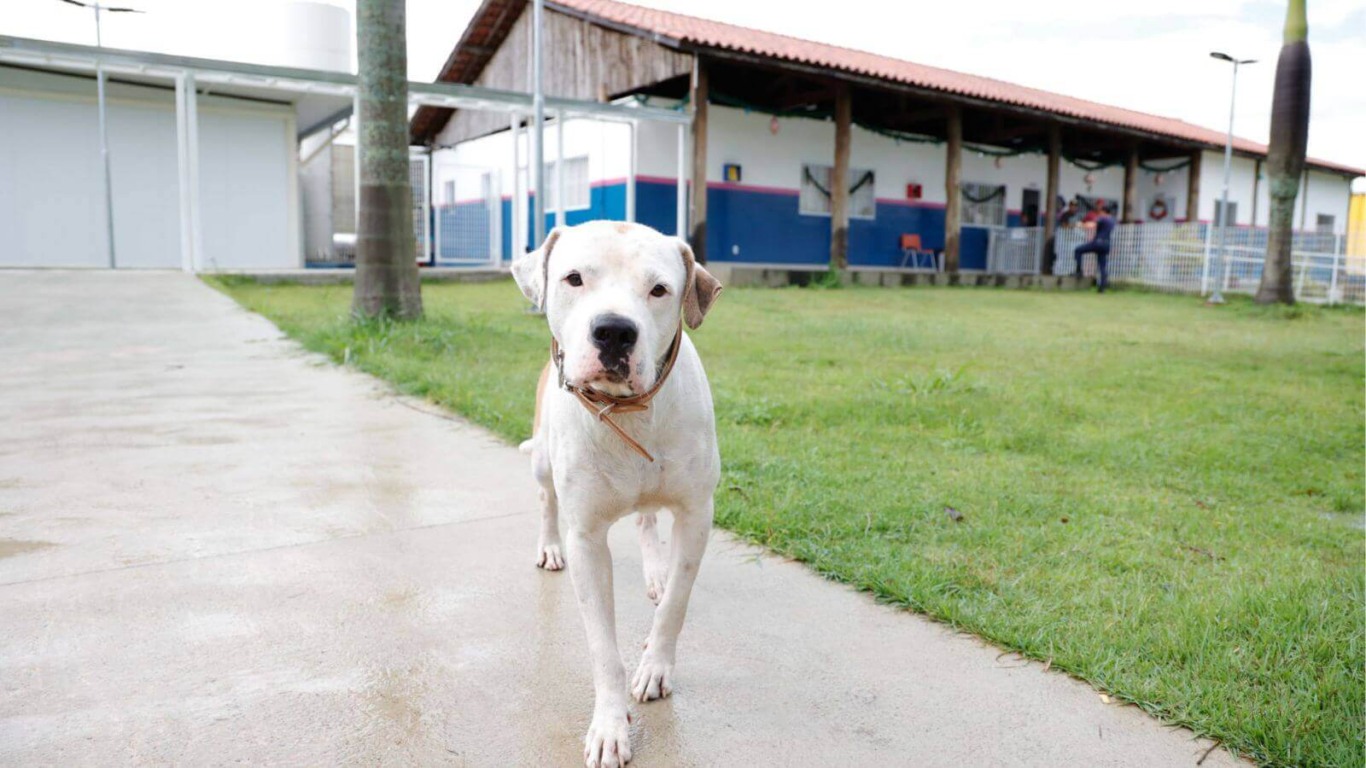 Cachorro mascote da Casa de Passagem