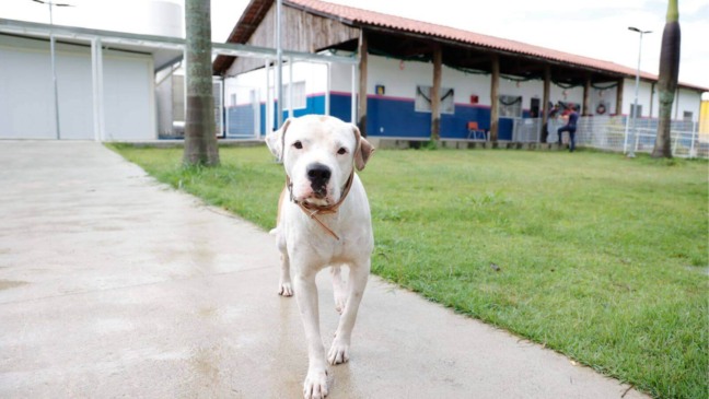 Cachorro mascote da Casa de Passagem