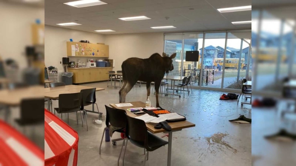 Alce em sala de aula