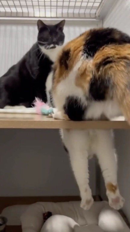 Alguém abandonou dois gatos em uma caixa misteriosa jogada na porta de ONG