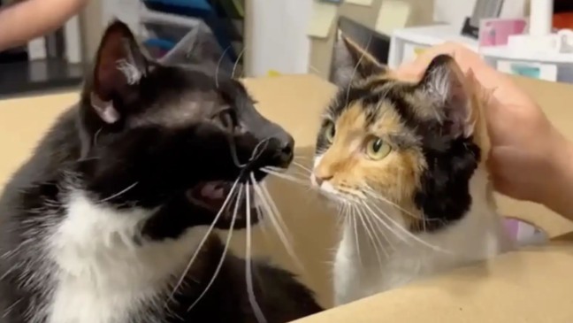 Alguém abandonou dois gatos em uma caixa misteriosa jogada na porta de ONG