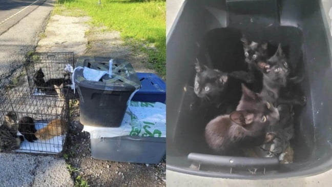 Gatos abandonados na beira da estrada