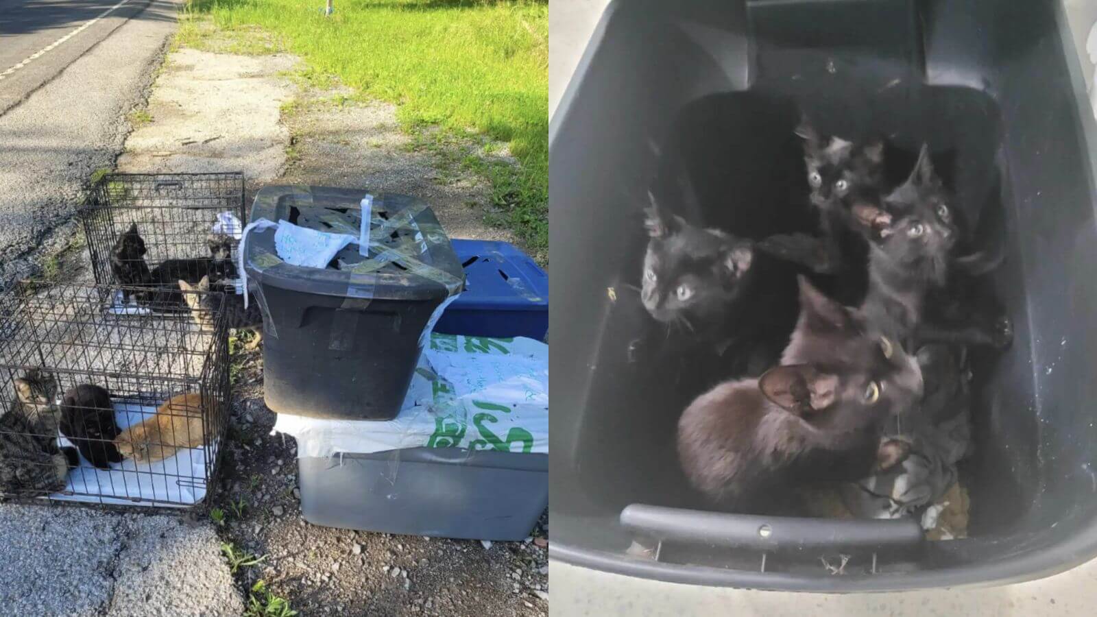 Gatos abandonados na beira da estrada