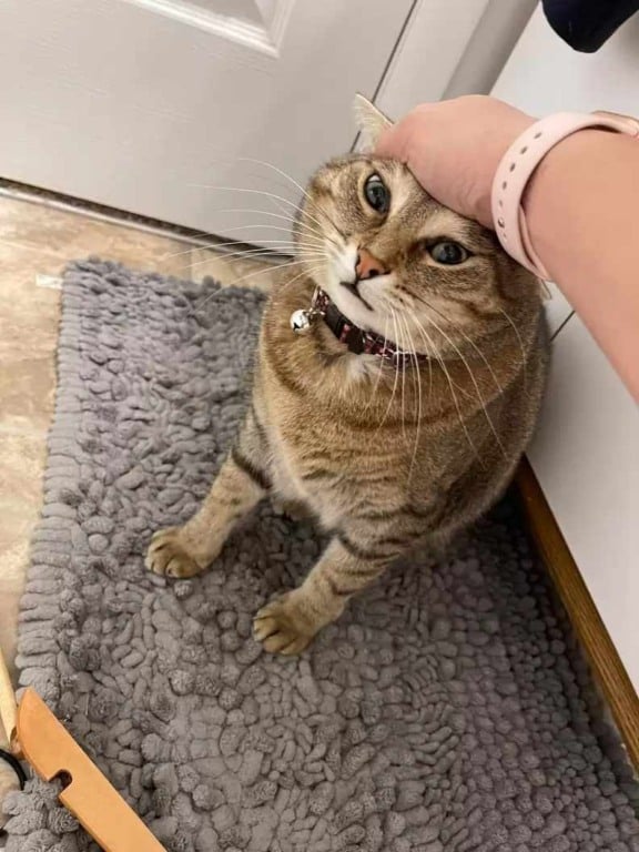 Aloe-a-gata-que-brinca-com-elastico-de-cabelo-compressed