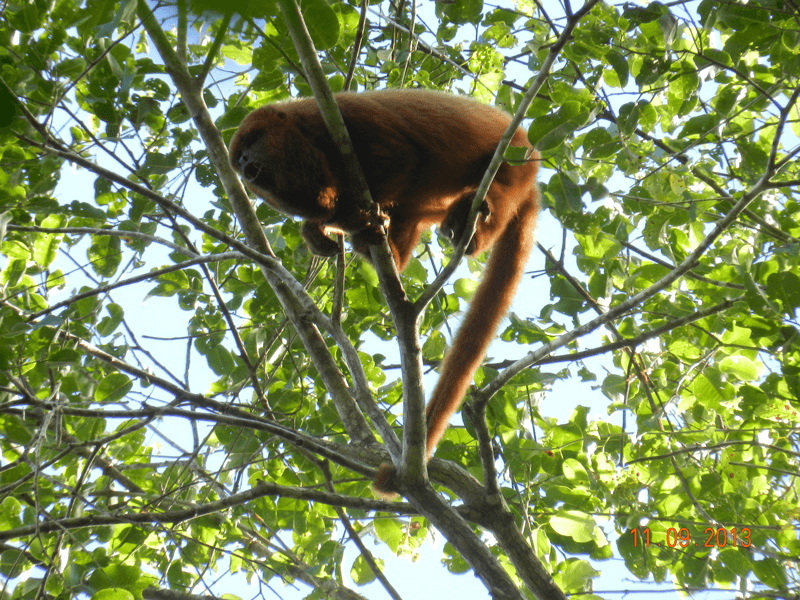 Bugio marrom no topo de uma árvore