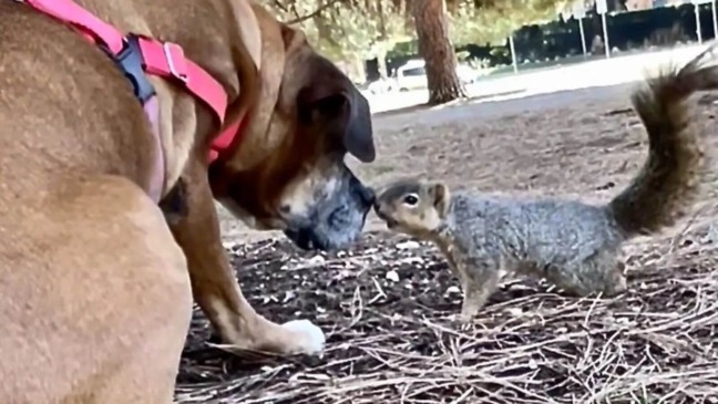 Cachorro com esquilo