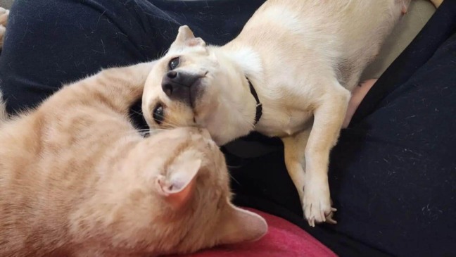 Gato laranja e chihuahua