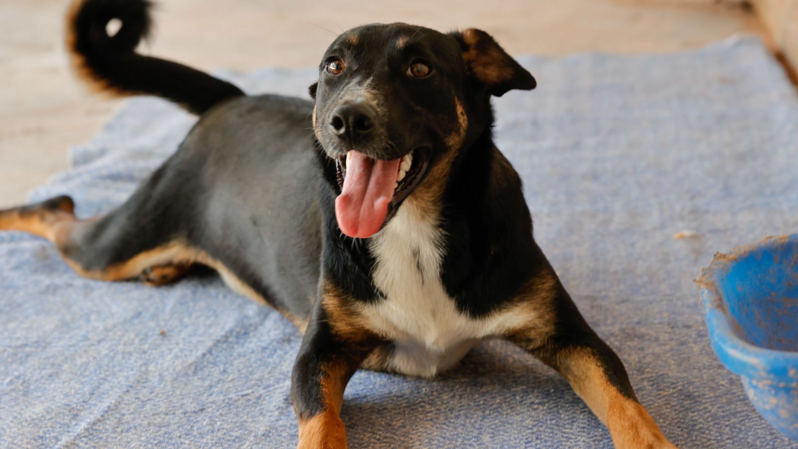 Renan está para adoção