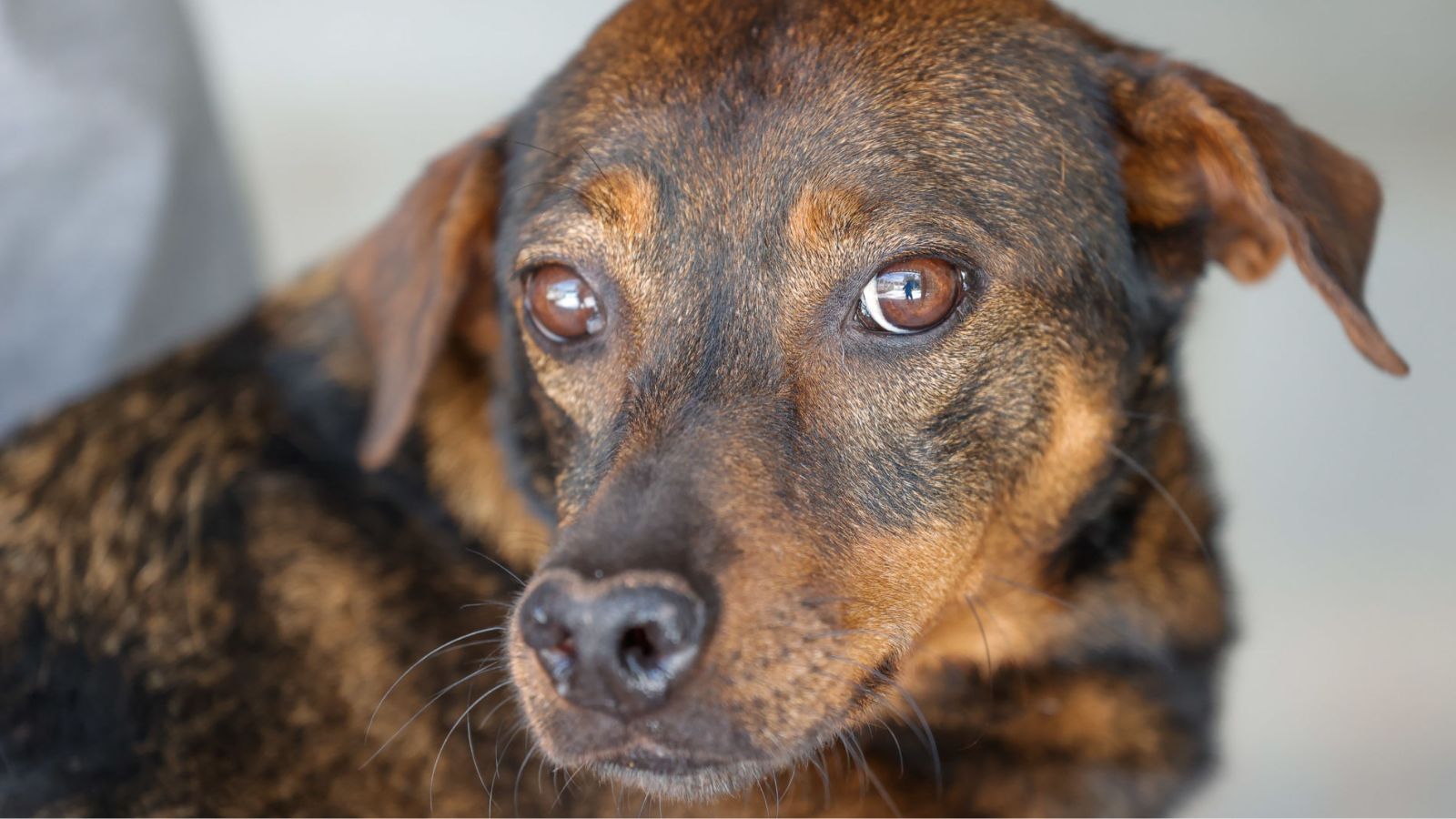 Marronznha está para adoção