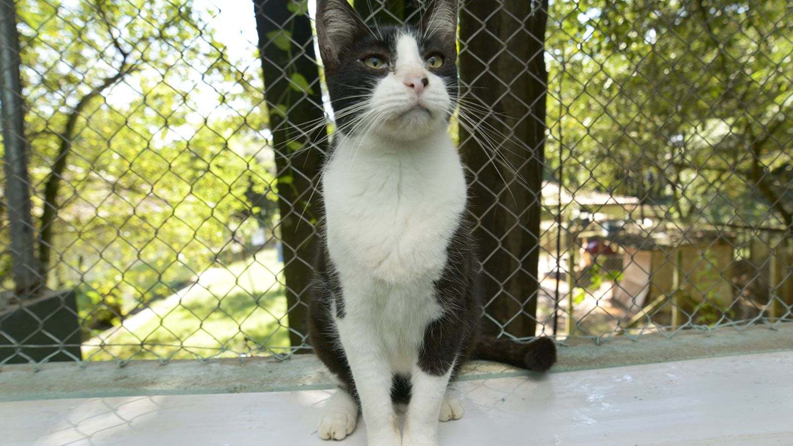 Bono está para adoção