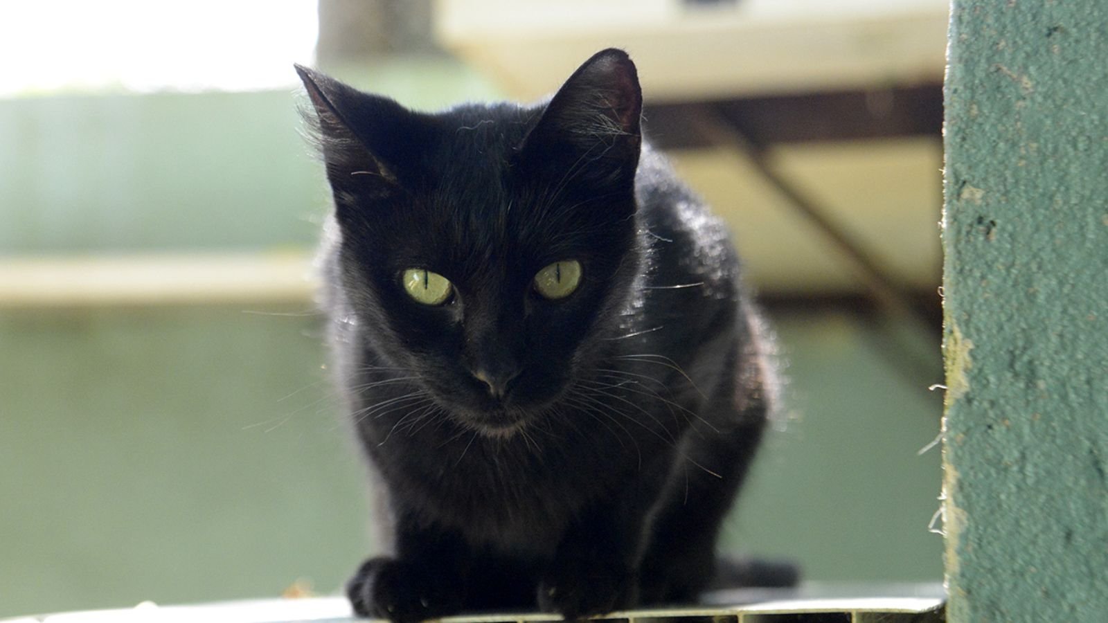 Margot está para adoção