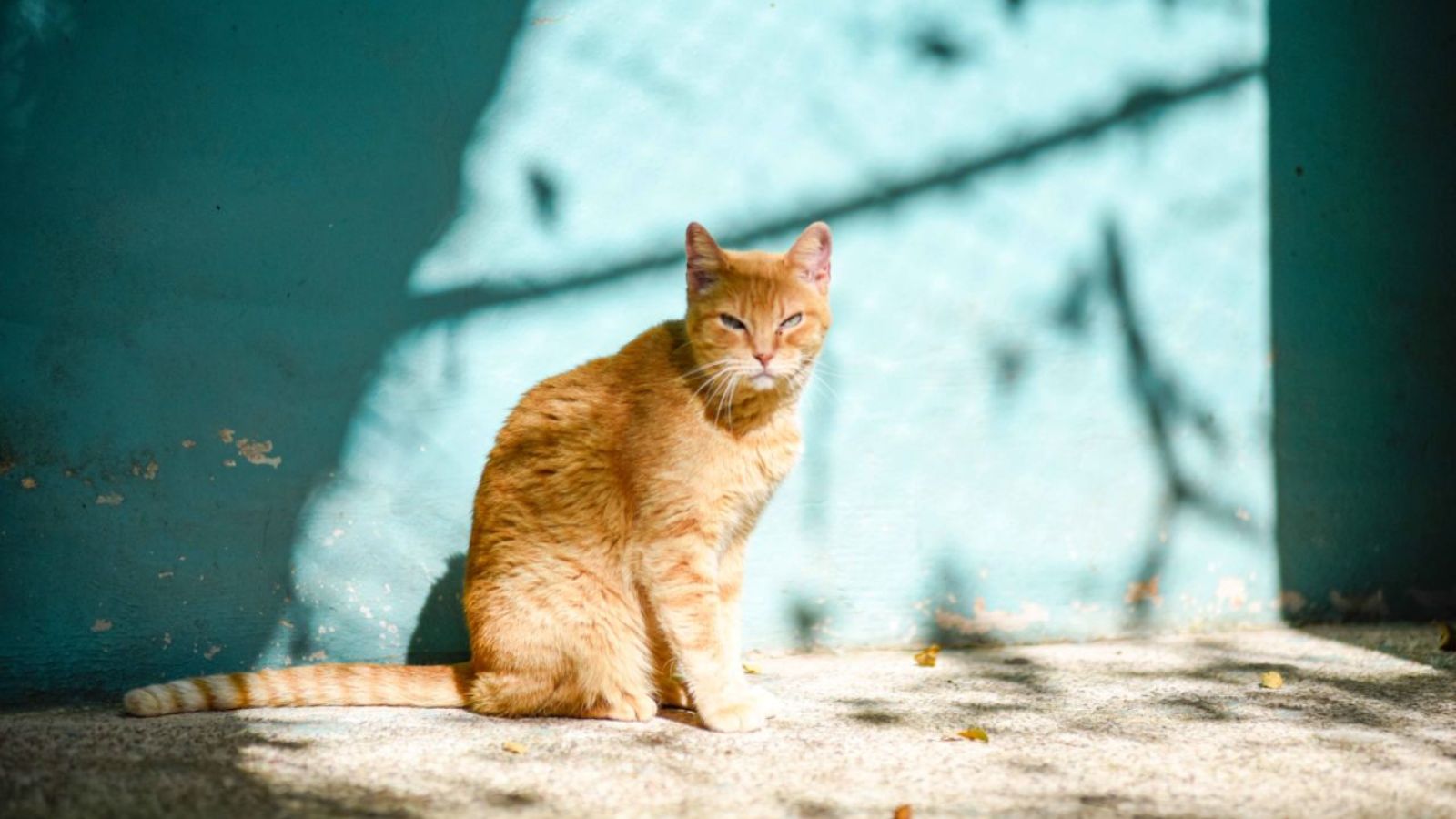Laranja está para adoção