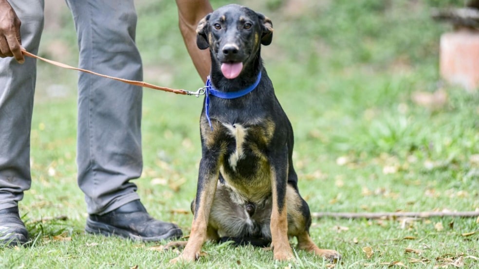 Konan está para adoção