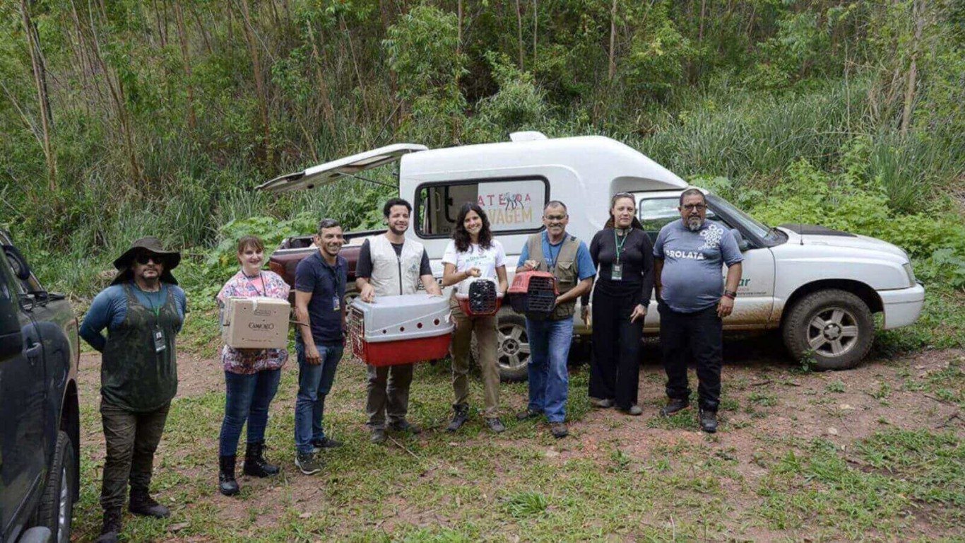 Socorristas resgatam animais silvestres