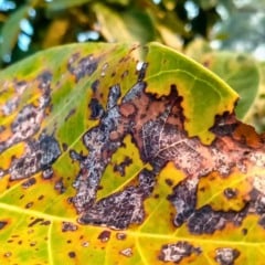 Doenças das plantas: folha com antracnose