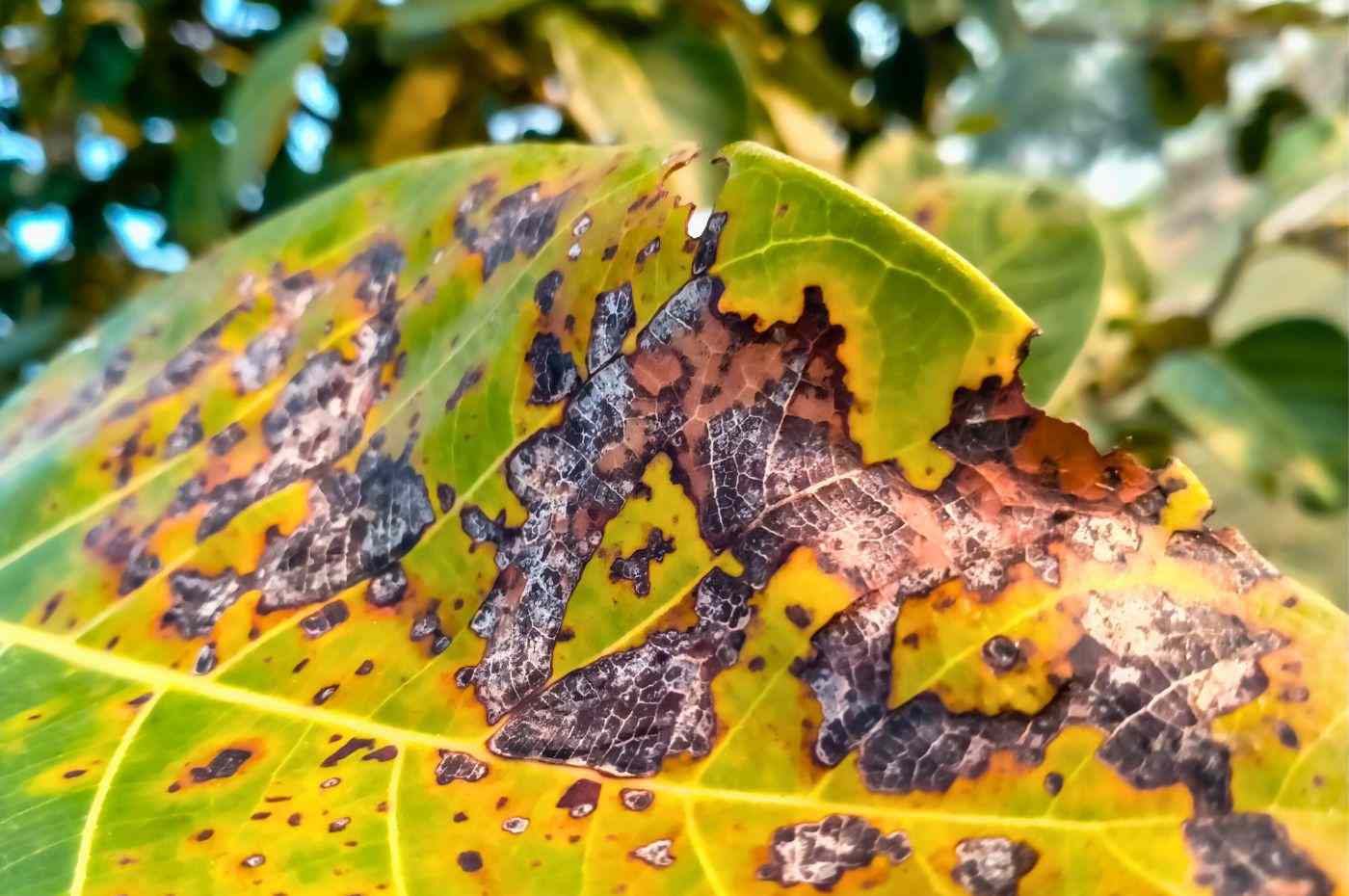 Doenças das plantas: folha com antracnose