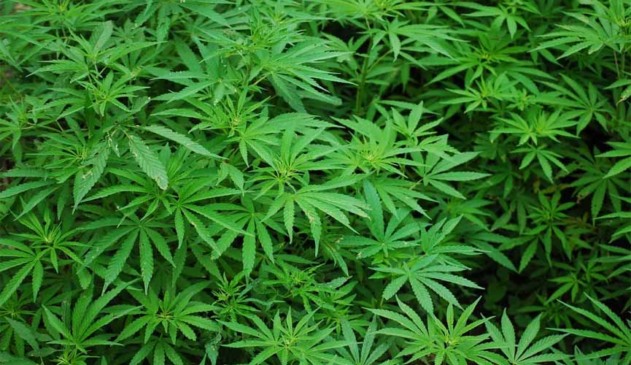 Plantão de cannabis