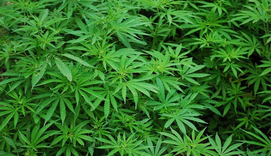 Plantão de cannabis