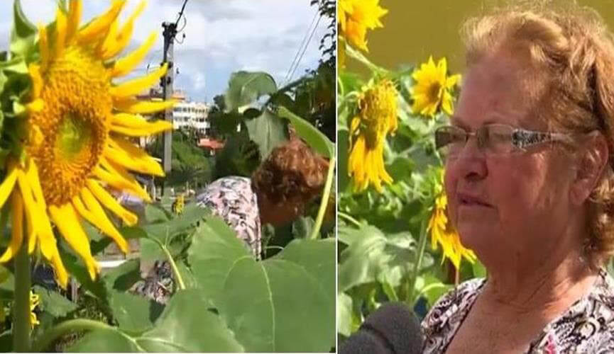 Maria dos girassóis morre por Covid-19