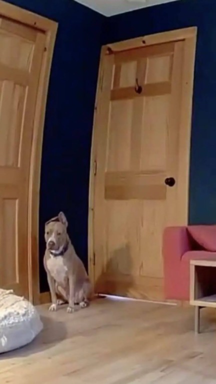 Cachorro sempre espera por seus tutores pacientemente na porta