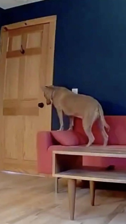 Cachorro sempre espera por seus tutores pacientemente na porta