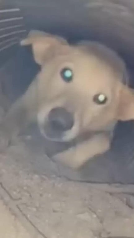 Após um ano de buscas, cachorra desaparecida é encontrada com filhotes