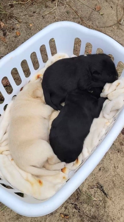 Após um ano de buscas, cachorra desaparecida é encontrada com filhotes