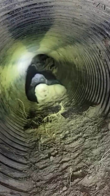 Após um ano de buscas, cachorra desaparecida é encontrada com filhotes