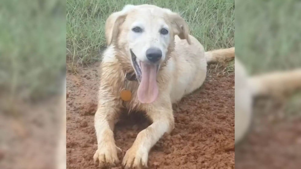 Após um ano de buscas, cachorra desaparecida é encontrada com filhotes