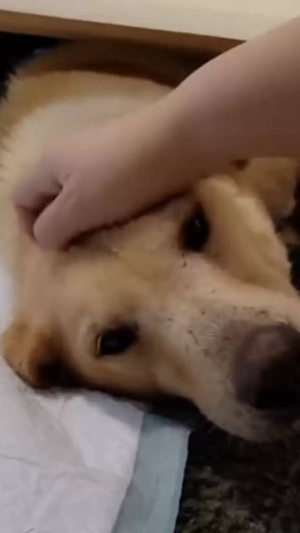 Após um ano de buscas, cachorra desaparecida é encontrada com filhotes