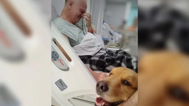 Aposentado recebe visita de cão-guia durante internação (Foto: Divulgação)