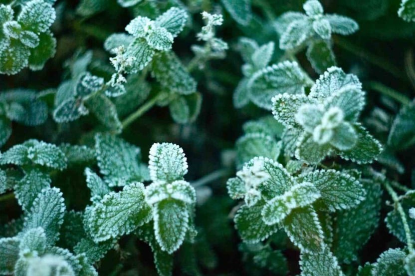 Aprenda como proteger as plantas no inverno