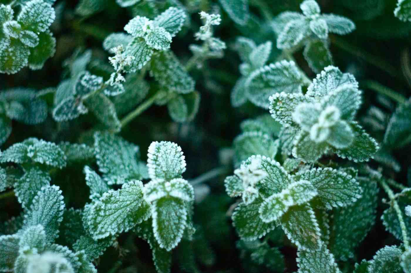 Aprenda como proteger as plantas no inverno