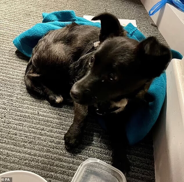 Maquinistas resgatam cachorro em linha de trem