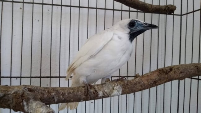 Araponga vítima de tráfico recebe os cuidados da Mata Ciliar