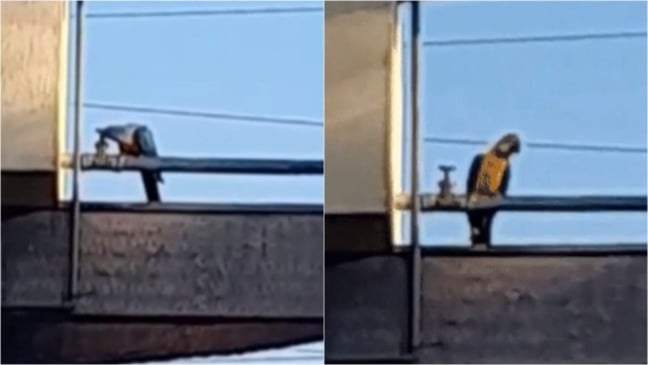 Arara usa bico para fechar registro hidráulico em terminal rodoviário