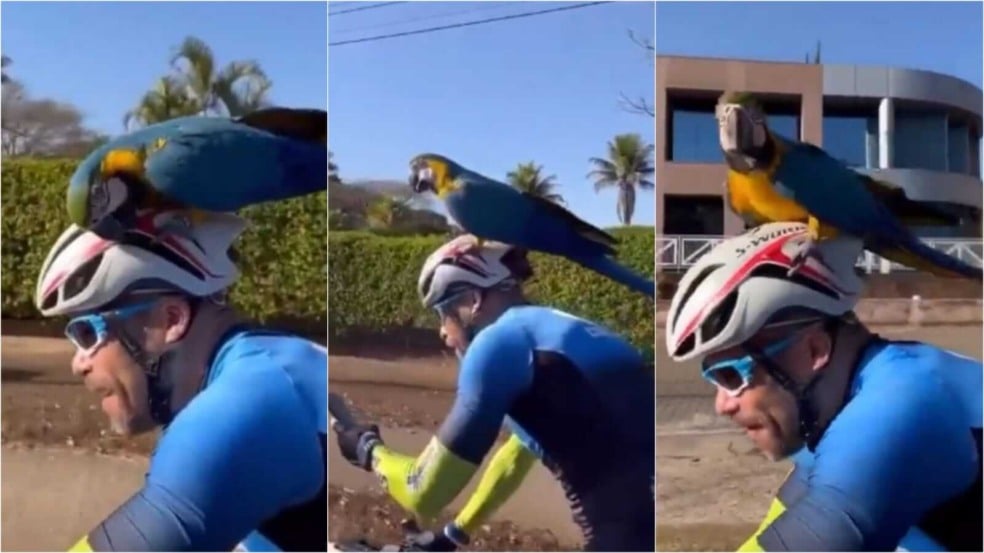 Arara em capacete de ciclista