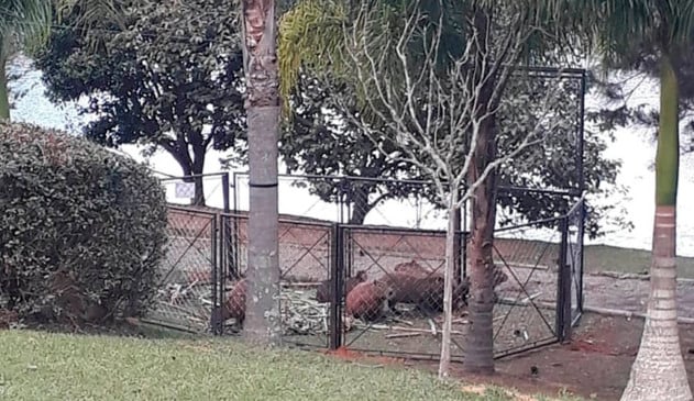 Capivaras serão abatidas e condomínio coloca armadilhas