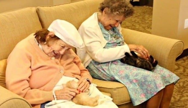 Asilo e abrigo de animais